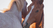 Two horses, one gray and one chestnut with a white blaze, stand close together among tall dry grasses beneath a pale, hazy sky.