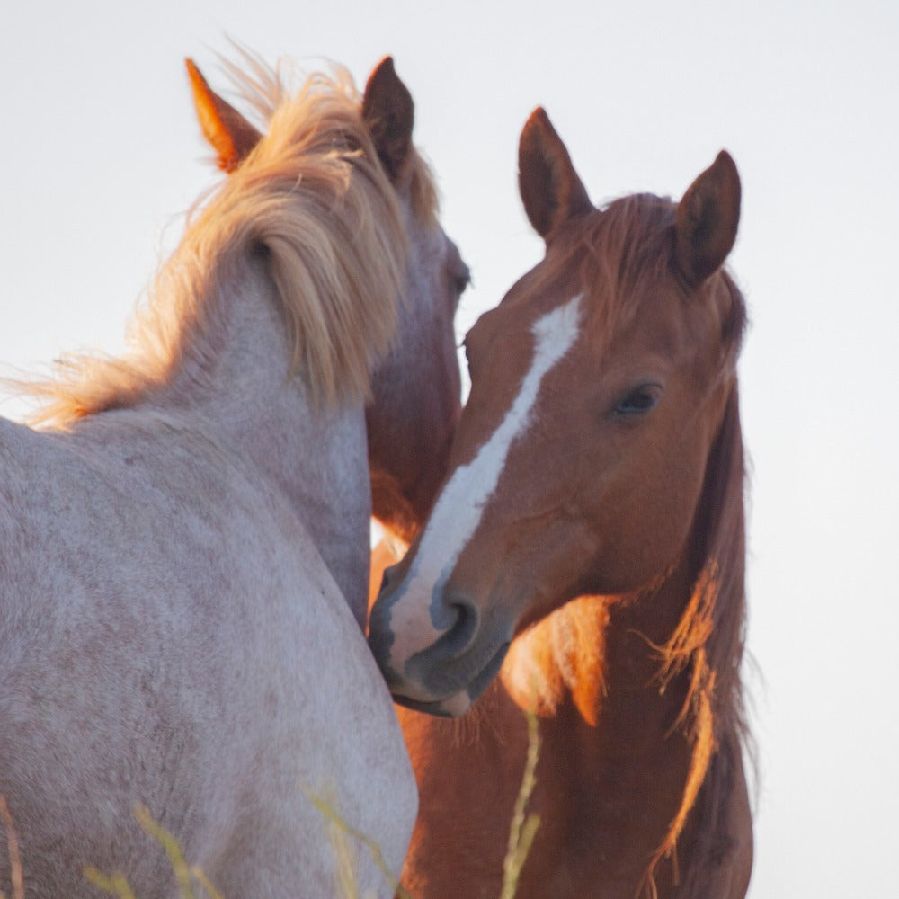 Two horses, one gray and one chestnut with a white blaze, stand close together among tall dry grasses beneath a pale, hazy sky.