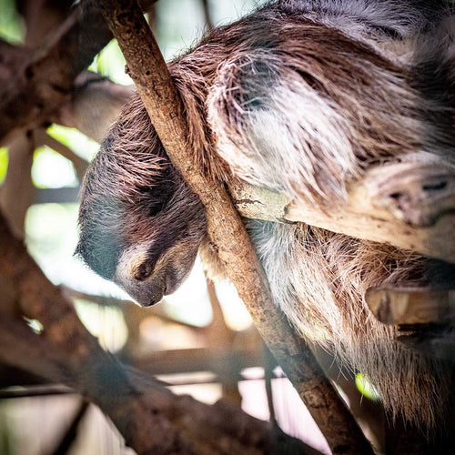 Protect Wild Sloths From Dying for Tourist Attractions