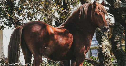 Corolla Wild Stallion 'Surfer' Dies After Fatal Kick to the Head