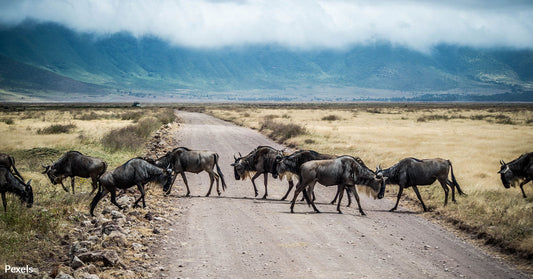 How Wildebeest and Wolves are Pivotal in the Fight Against Carbon Change