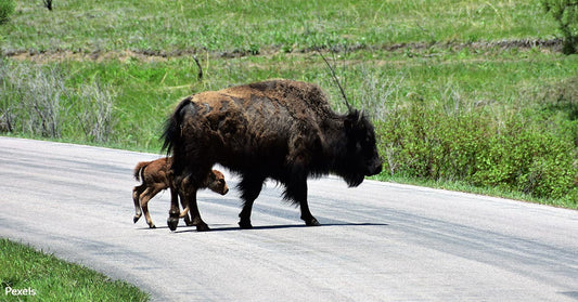 Turning Highways of Death into Safe Passages for Wildlife With Corridors and Crossings