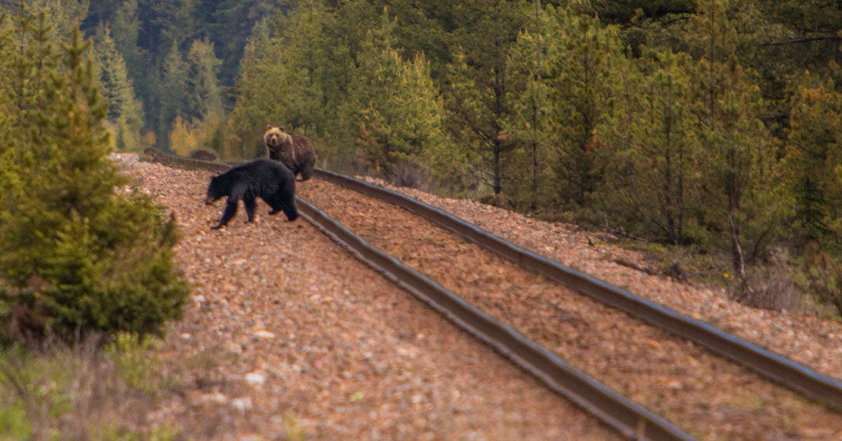 Trains Reduce By way of Canada’s Wild Coronary heart and Animals Pay the Worth Trains Reduce By way of Canada’s Wild Coronary heart and Animals Pay the Worth