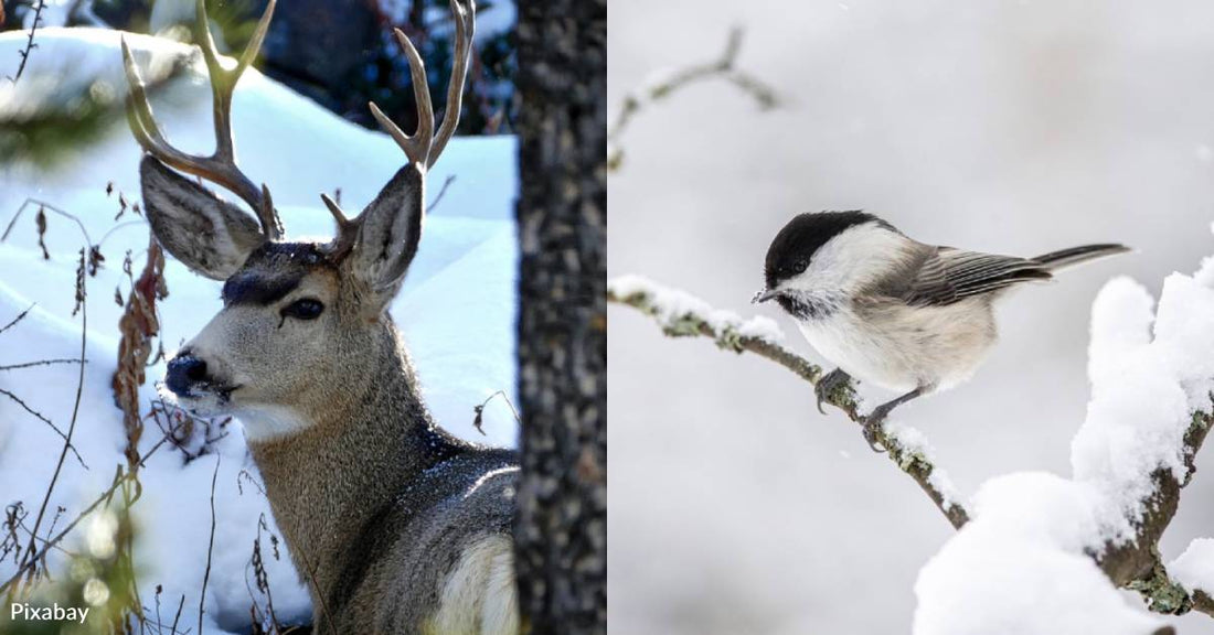 How to Keep Wildlife Safe When Decorating for the Holidays