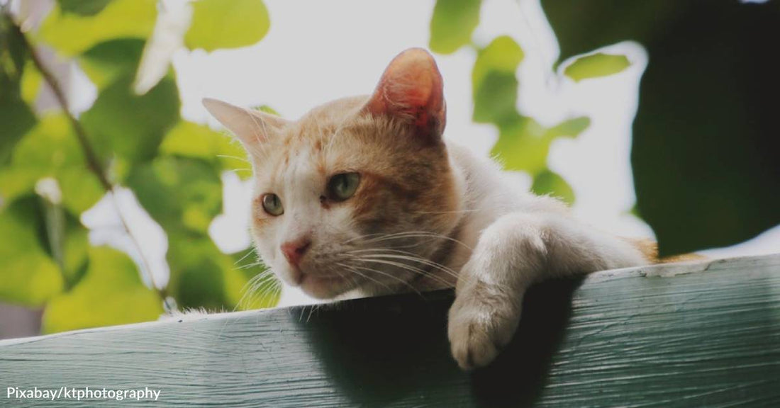 Neighborhood Stray Cat Taken to Animal Control, Saved from Euthanization by Concerned Neighbor