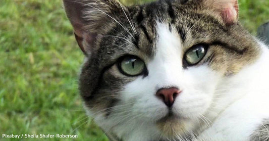 Declawed FIV+ Cat Rescued From Canyon By Hikers