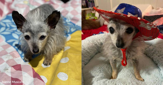 Dog Adopted with 'Only Days to Live,' Now He's a Thriving Senior