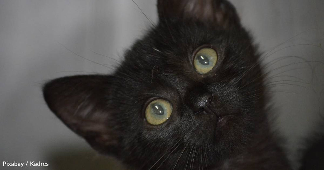 Two Kittens Rescued From Behind Drywall in Office Building