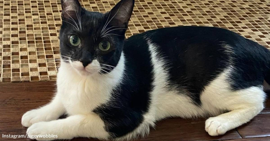 Ziggy the Wobbly Kitten Proves Pets with Disabilities Are Just "A Different Kind of Perfection"