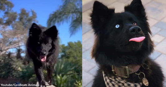 Mixed-Breed Dog Has Gorgeous Physical Attributes That Make Him Look Like a Wolf