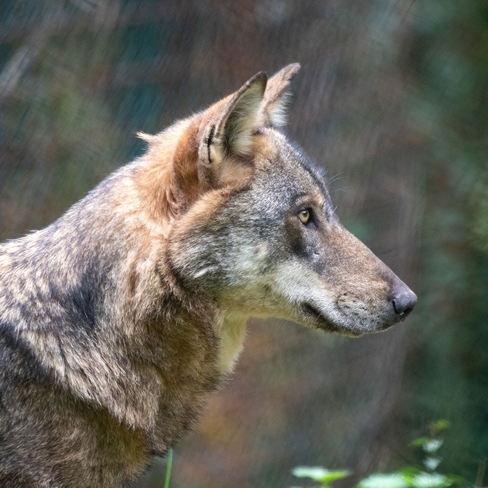 Protect Wolves From Cruel And Illegal Poison Attacks