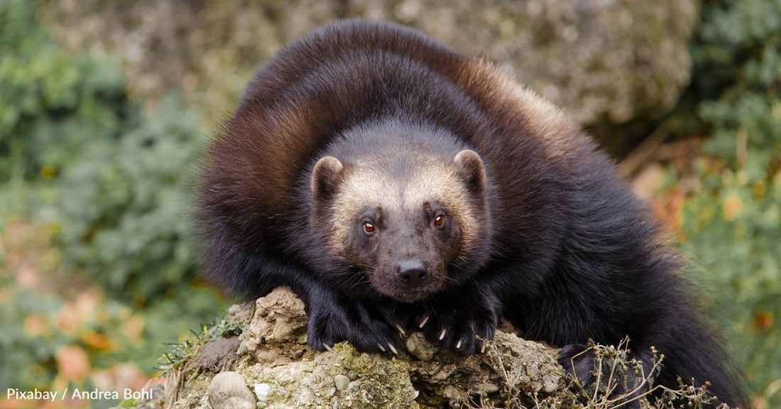 U.S. Fish and Wildlife Service Lists Wolverines as Threatened Under Endangered Species Act