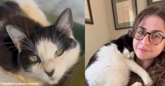 Woman Adopts a Blind Cat, and Her Dog Is Completely Smitten with It