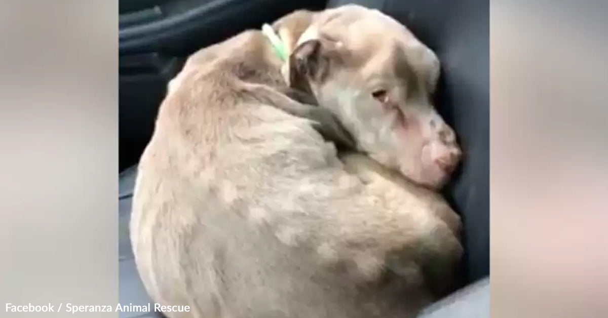 Girl Stays At Animal Shelter In a single day To Consolation to a Dying Canine Girl Stays At Animal Shelter In a single day To Consolation to a Dying Canine