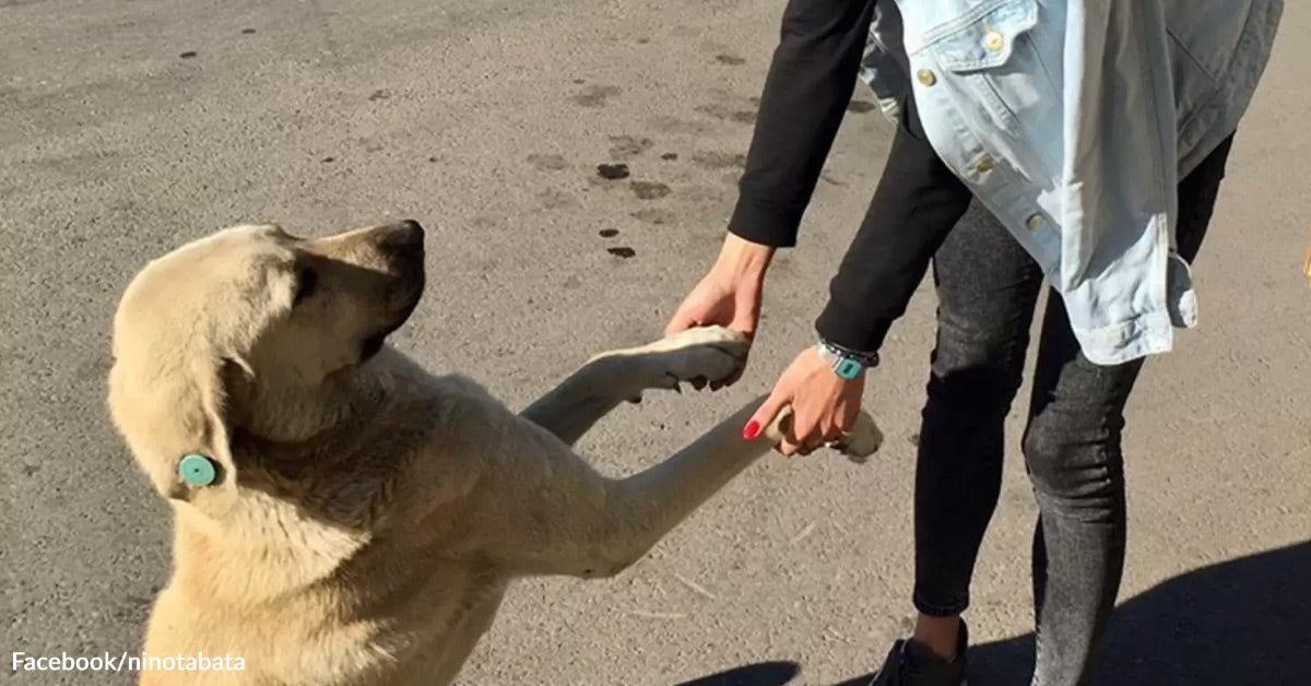 Digicam Catches Lady Stopping Day by day To Present Stray Canine They Really Matter Digicam Catches Lady Stopping Day by day To Present Stray Canine They Really Matter
