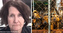 Split image of a woman’s mugshot beside a crowded enclosure full of dogs pressed behind chain-link fencing.