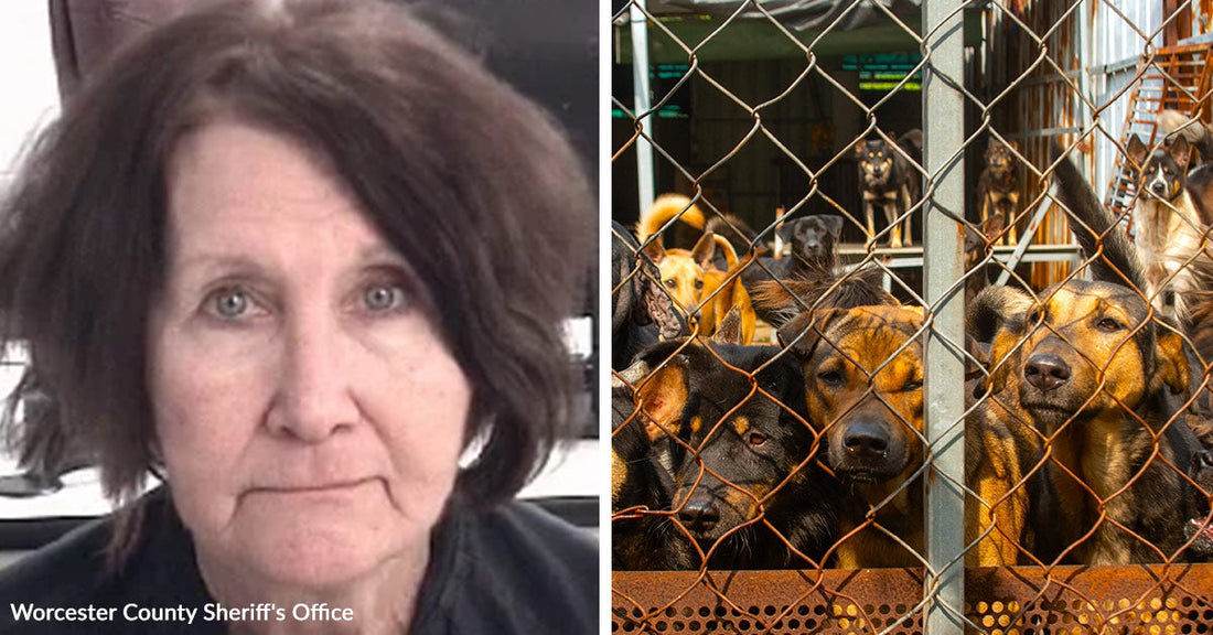 Split image of a woman’s mugshot beside a crowded enclosure full of dogs pressed behind chain-link fencing.