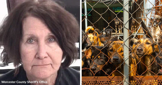 Split image of a woman’s mugshot beside a crowded enclosure full of dogs pressed behind chain-link fencing.