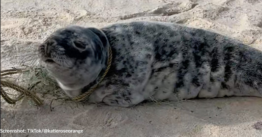 Woman Rescues Seal Entangled In Fishing Net "Begging For Help" On Beach