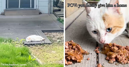 White cat lies on a walkway outside a home, appearing still or resting near a porch.