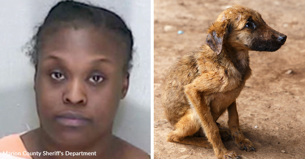Woman Arrested After Two Dogs Die From Starvation | The Animal Rescue Site