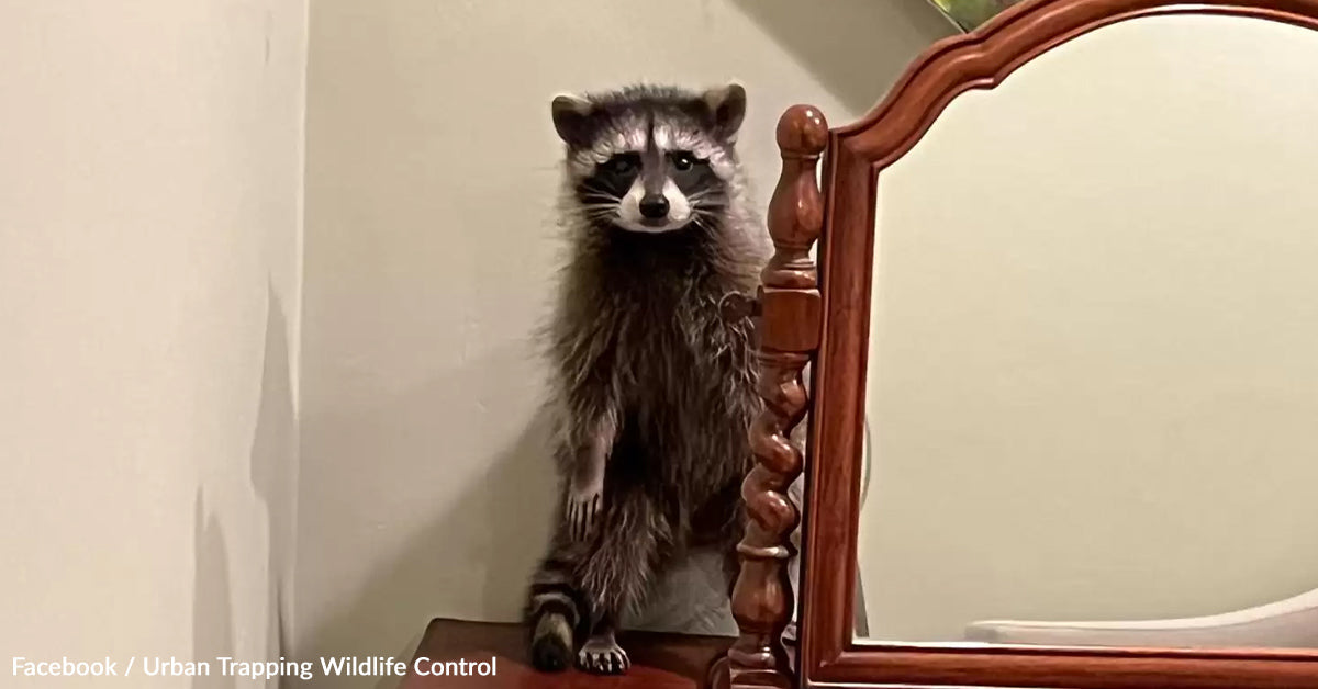 Late Night time Crash Leads To Surprising Raccoon Encounter and Heartwarming Story Late Night time Crash Leads To Surprising Raccoon Encounter and Heartwarming Story