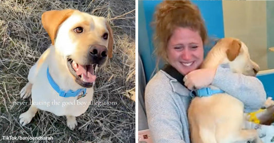 Split image showing a smiling Labrador outdoors and a woman hugging the same dog indoors, highlighting a reunion moment.