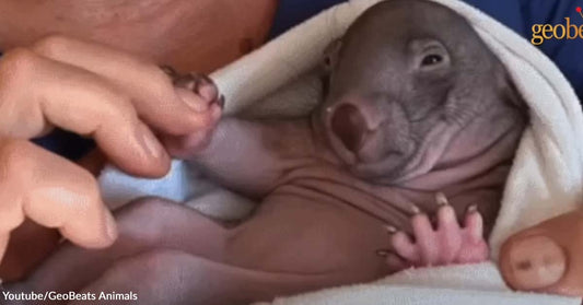 The Growing Bond Between a Baby Wombat and His Human Mom