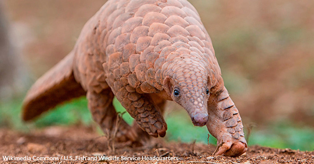 Race Against Time to Save the World's Most Trafficked Mammal