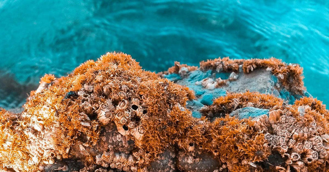 Scientists Uncover World’s Largest Coral Hidden Beneath the Pacific