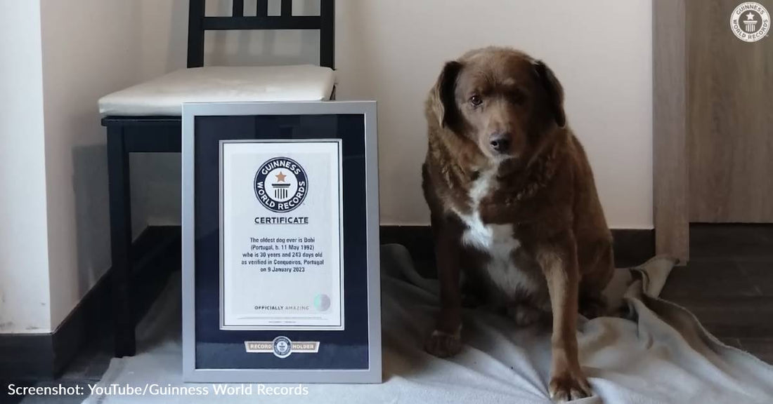 30-Year-Old Dog From Portugal Named World's Oldest Dog