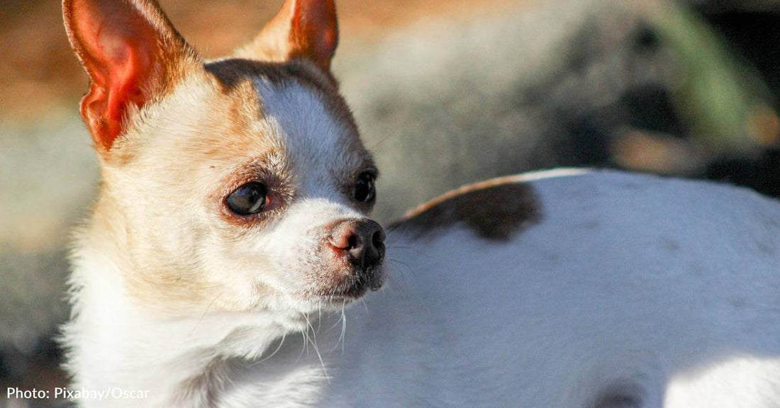 Pebbles, The World's Oldest Living Dog, Has Passed Away At 22