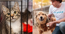 On the left, a tabby kitten peers through metal cage bars at a shelter; on the right, a male volunteer kneels and holds a large fluffy dog's paw outdoors.