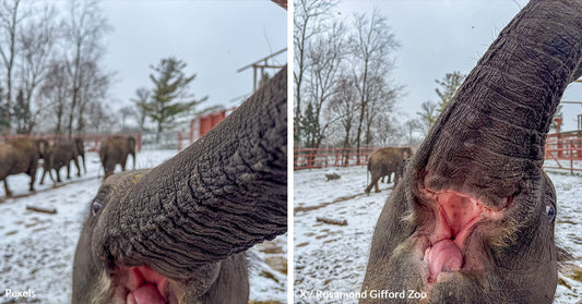 Rare Twin Elephant Captivates Internet with His Viral Selfie Skills