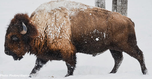 Yellowstone Bison Does What We All Have Done On Ice In Viral Video And Quickly Recovers