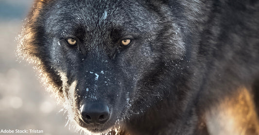 Close-up of a black wolf with intense eyes and a dusting of snow on its fur.