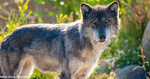 Yellowstone's Beloved Wolf Pack Escapes Hunters Just in Time