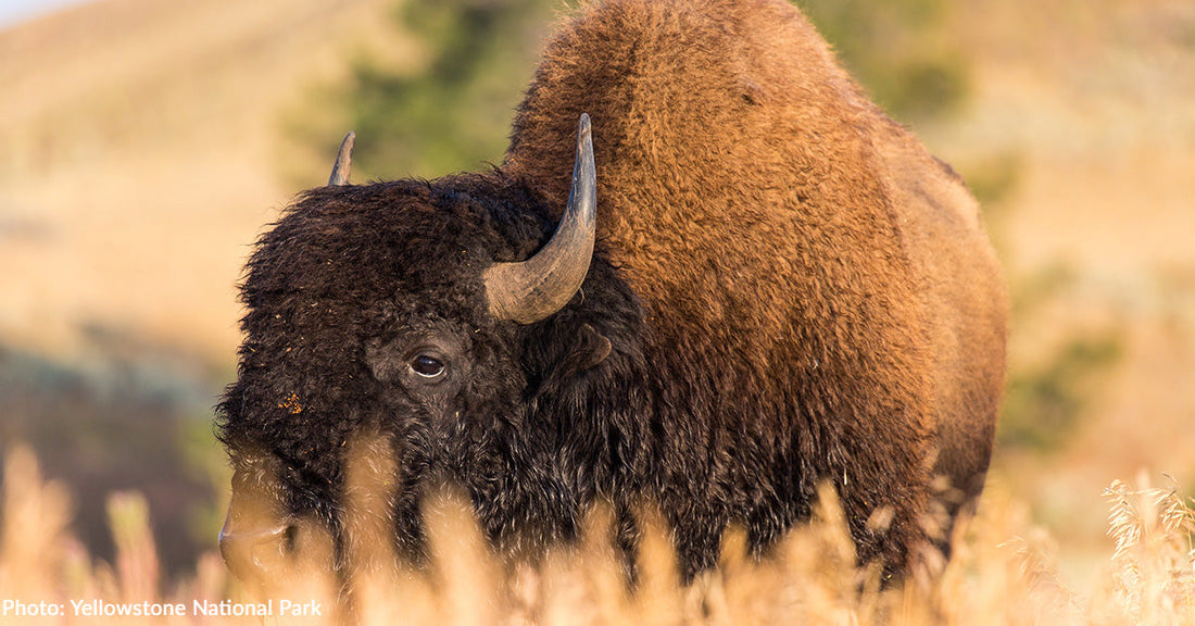 Yellowstone Visitors Continue to Ignore Signs and Approach Wildlife