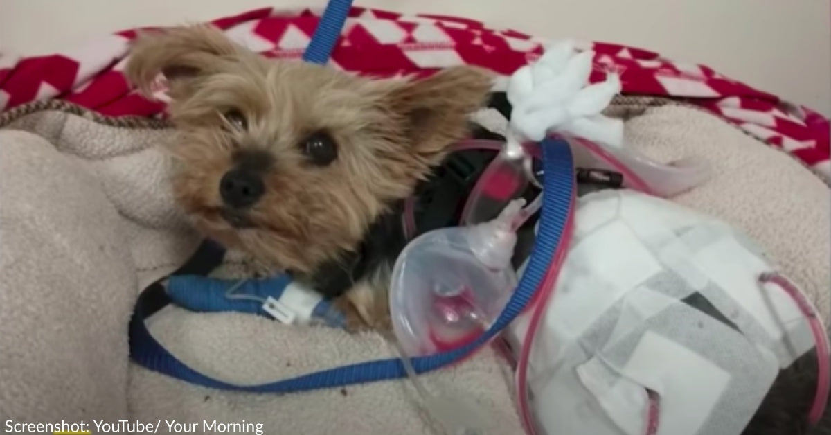 Yorkie Survives Coyote Attack While On Walk With 10-Year-Old Girl | The ...