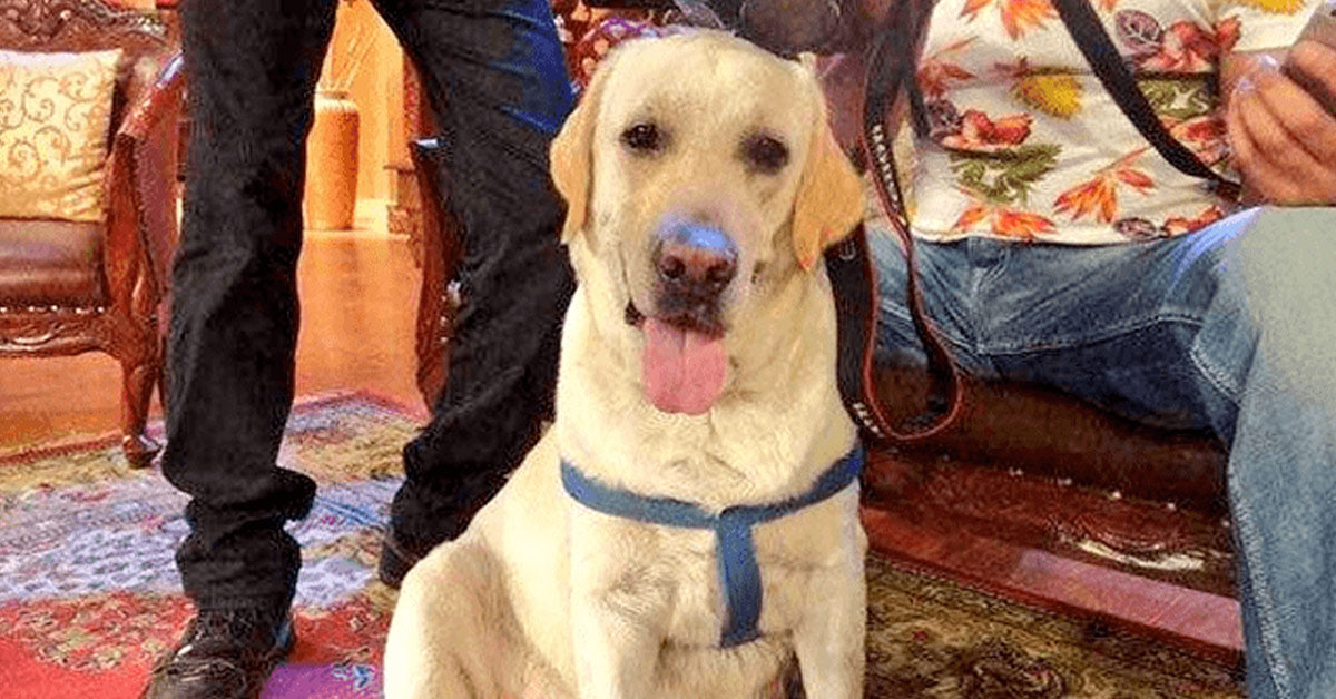 Zanjeer the Bomb Detection Canine Hero Who Saved Mumbai Lives Zanjeer the Bomb Detection Canine Hero Who Saved Mumbai Lives