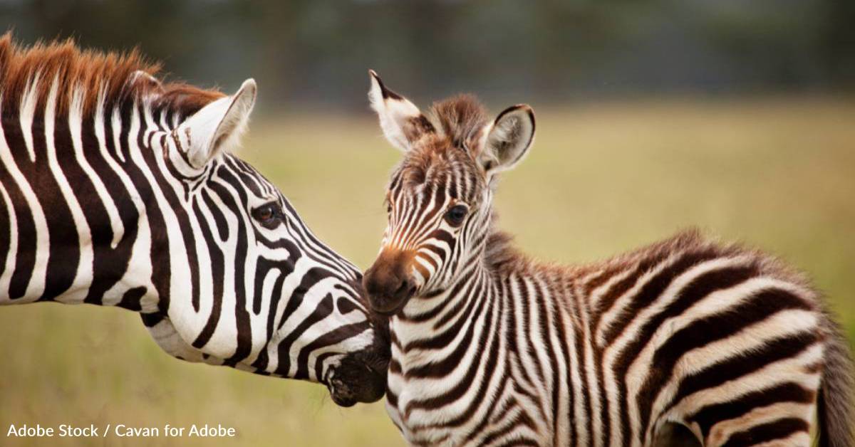 Their Ears Have a Language of Their Own, and Other Facts About Zebras ...
