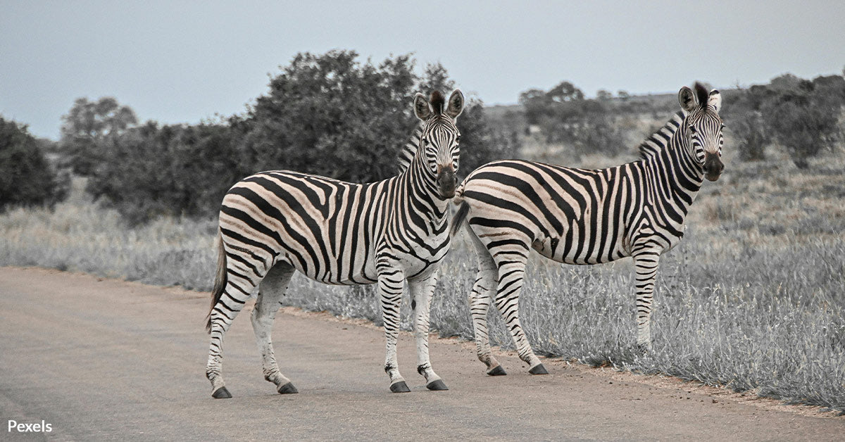 Wild Chase Unfolds in Washington as Escaped Zebras Dash for Freedom ...