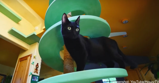 Man Remodels Home Into Feline Wonderland To Better Suit His 22 Rescued Cats