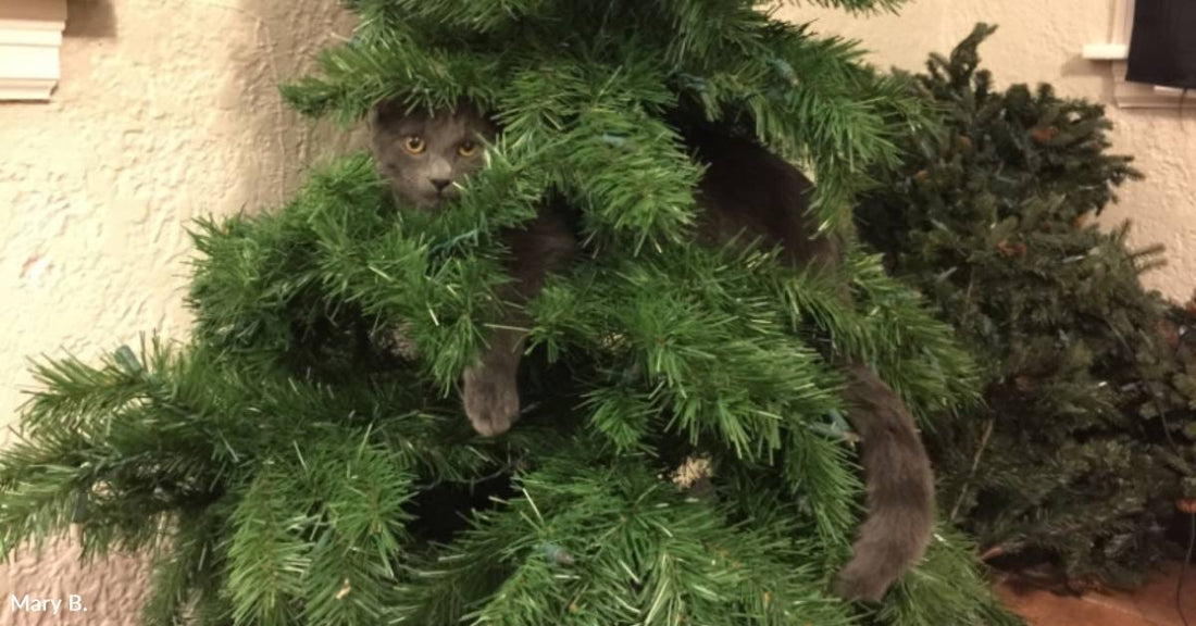 Tiny, Helpless Kitten Rescued From Church Grows Up to Be Healthy Troublemaker