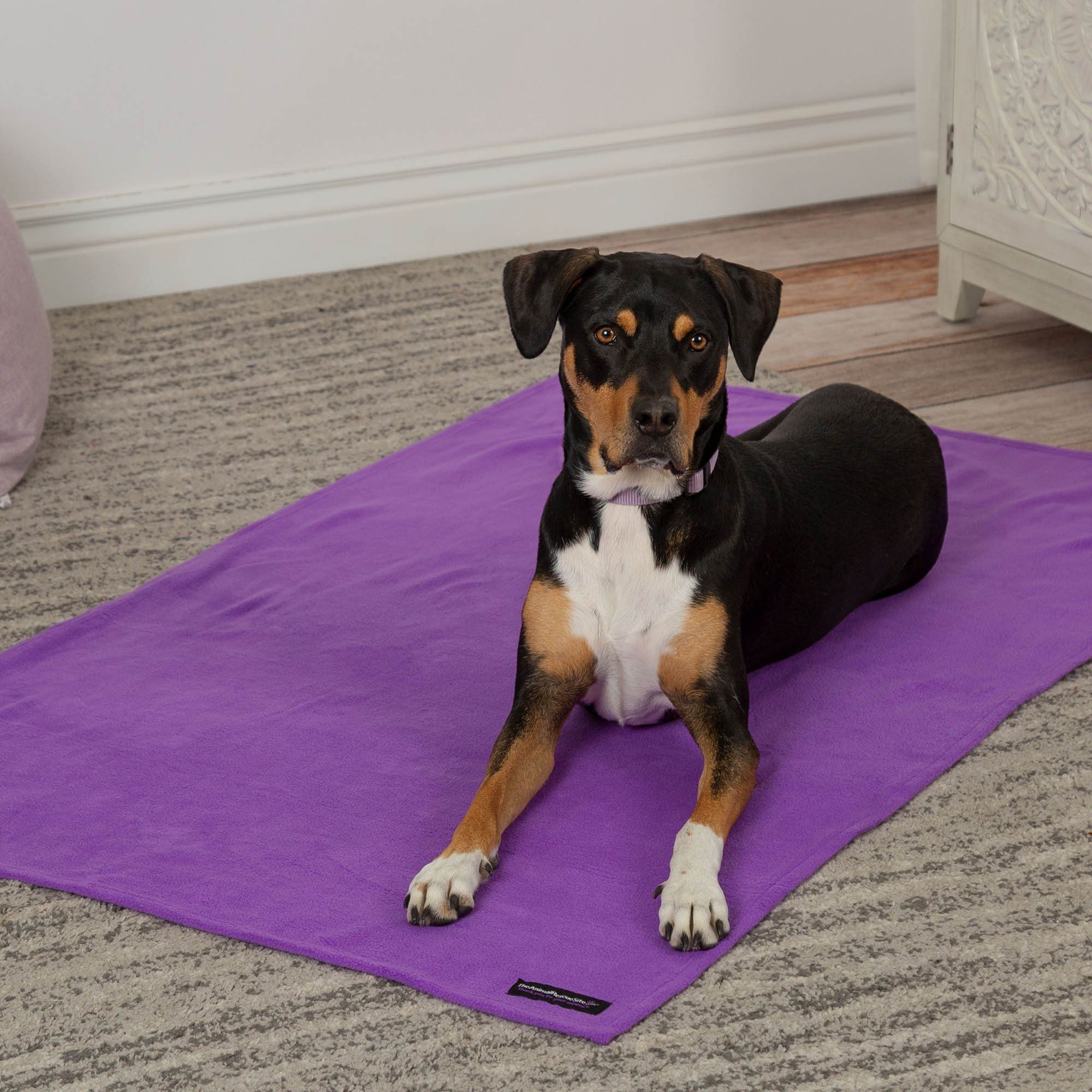 Snuggle Paws Signature Pet Blanket The Animal Rescue Site