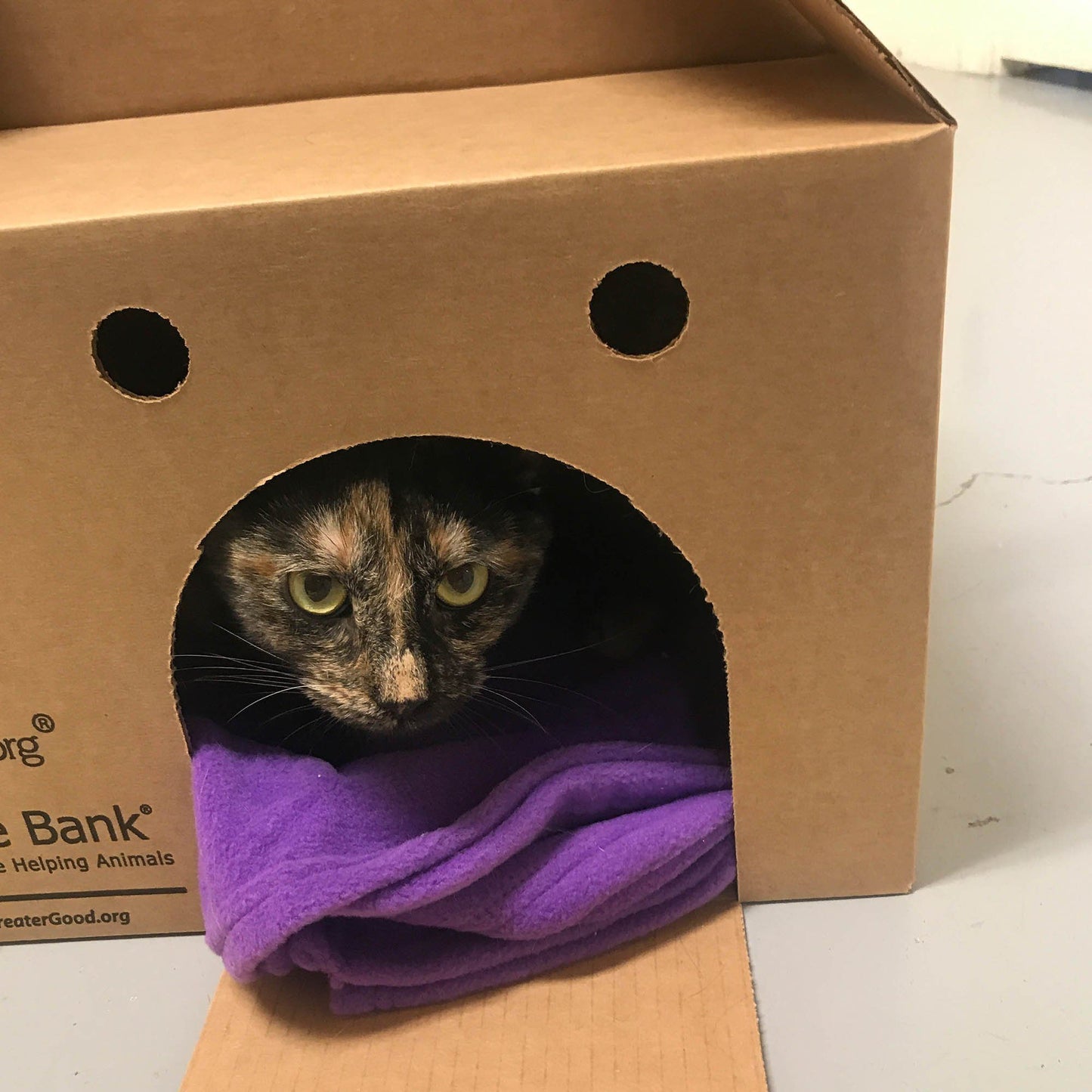 Send Vital Supplies to Shelters Saving Pets’ Lives