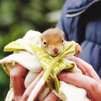 Send Life-Saving Care to Wildlife Animals