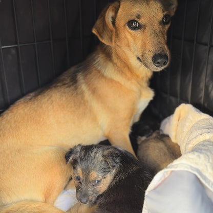 Funded: 36 Newborn Puppies Rescued from War Zone Need Care