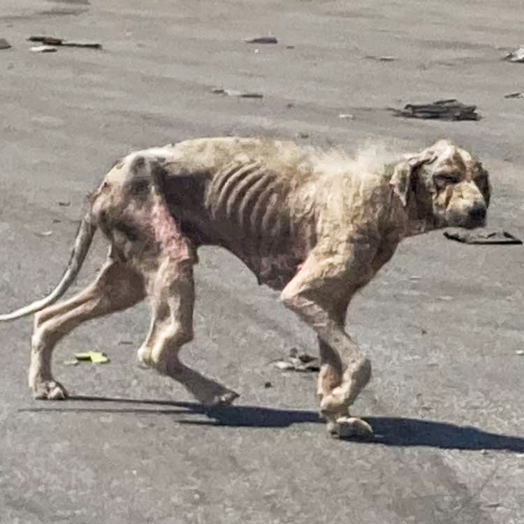 Saving An Emaciated Dog