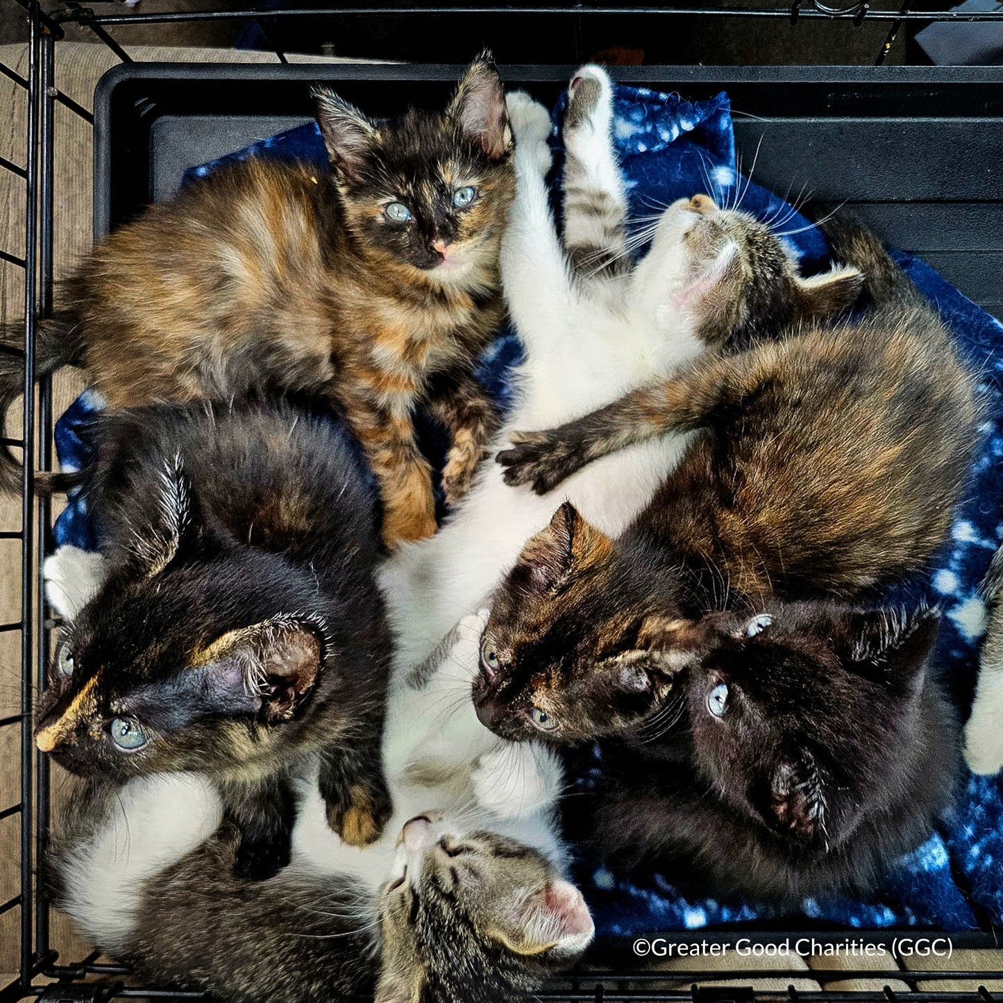 Emergency Pet Rescue & Care